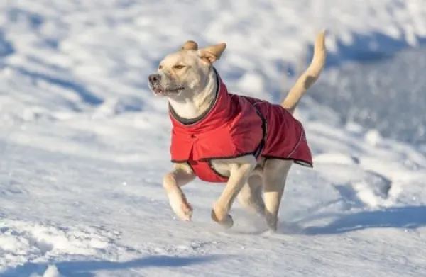 Trixie Talvitakit^Explore Thermo Winter Coat koiran talvitakki, 35-40 cm, Sangria