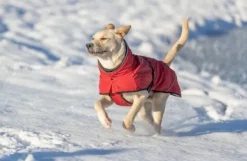 Trixie Talvitakit^Explore Thermo Winter Coat talvitakki, 45-50 cm, Sangria