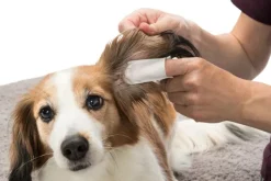 Trixie Korvat Ja Silmät^Fingerpads Aloe Vera korvanhoitoon, 50 kpl