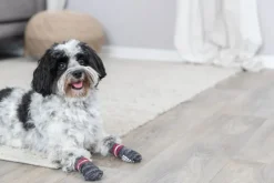 Trixie Haavojen Hoito^-koirantossut liukuesteillä, XS-S, harmaat, 2 kpl