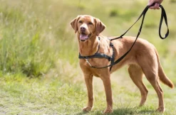 Trixie Vedonesto^Lead'N'Walk -pehmeät treenivaljaat, koko S-M