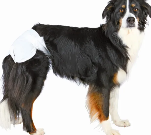 Trixie narttukoiran vaipat, M-L 36-52 cm, 12kpl| Haavojen Hoito