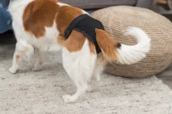 Trixie Haavojen Hoito^-narttusuoja, musta, M