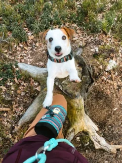 Woolly Wolf Collar koiran kaulapanta, 25 - 35 cm, Woodland| Kaulapannat