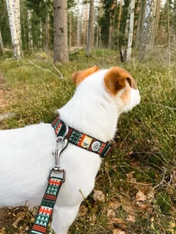 Woolly Wolf Collar koiran kaulapanta, 25 - 35 cm, Woodland| Kaulapannat