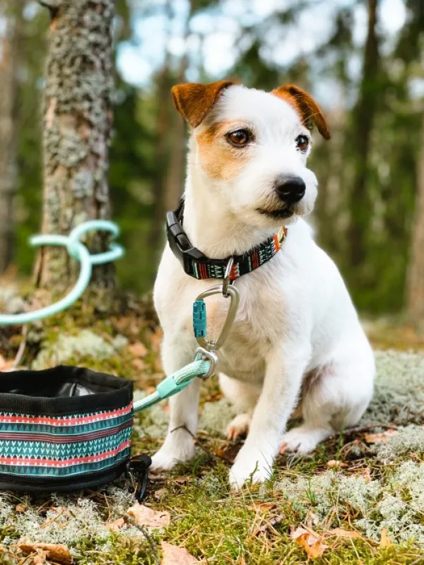 Woolly Wolf Collar koiran kaulapanta, 25 - 35 cm, Woodland| Kaulapannat
