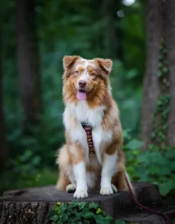 Woolly Wolf Valjaat^Harness koiran valjaat, M - L, Polar Night