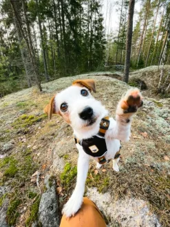 Woolly Wolf Valjaat^Harness koiran valjaat, XS - S, Sea to Summit