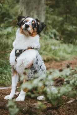 Woolly Wolf Valjaat^Harness koiran valjaat, XS - S, Sea to Summit