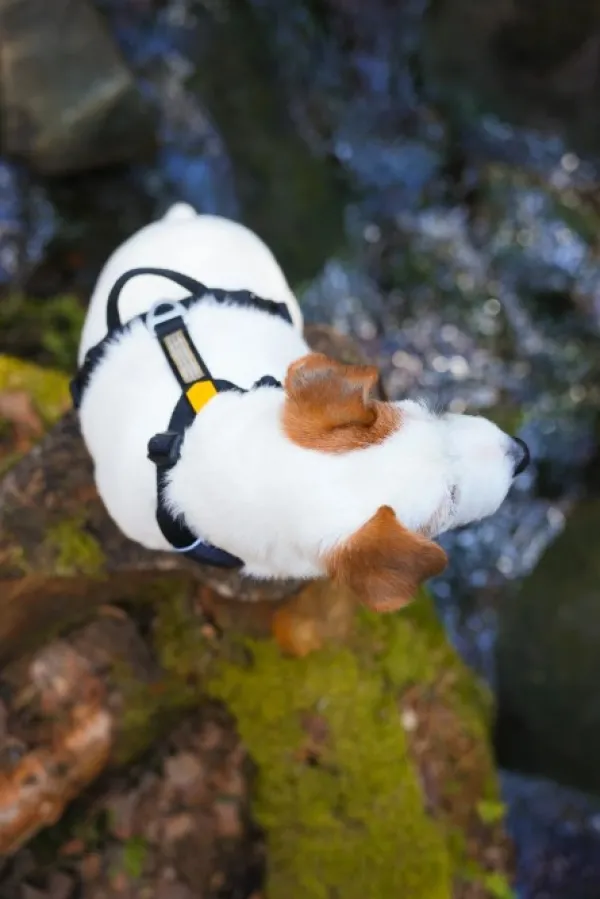 Woolly Wolf Roam Harness koirien valjaat, XL, musta| Valjaat