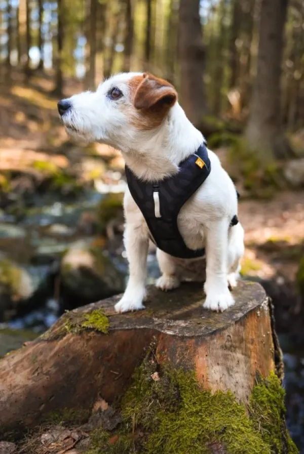 Woolly Wolf Valjaat^Roam Harness koirien valjaat, L, musta