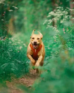 Woolly Wolf Valjaat^Roam Harness koirien valjaat, S, oranssi