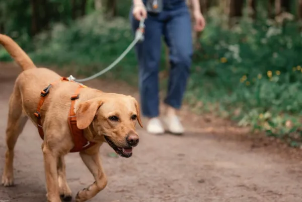 Woolly Wolf Valjaat^Roam Harness koirien valjaat, S, oranssi