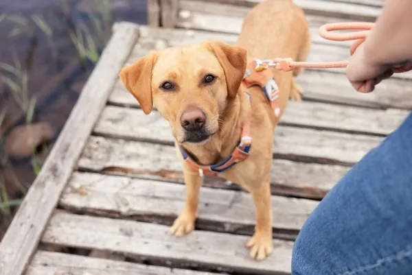 Woolly Wolf Taluttimet^Rope Leash köysihihna, 10 mm, oranssi