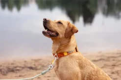 Woolly Wolf Rope Leash Thin köysihihna, 8 mm, vaaleanminttu| Taluttimet