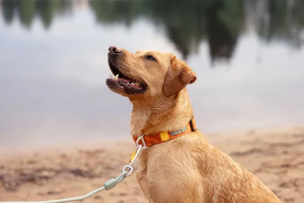 Woolly Wolf Rope Leash Thin köysihihna, 8 mm, vaaleansininen| Taluttimet