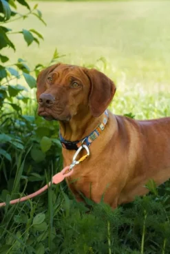 Woolly Wolf Taluttimet^talutushihna, 8 mm, Salmon Pink